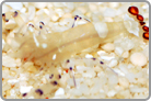 White Spot Anemone Shrimp